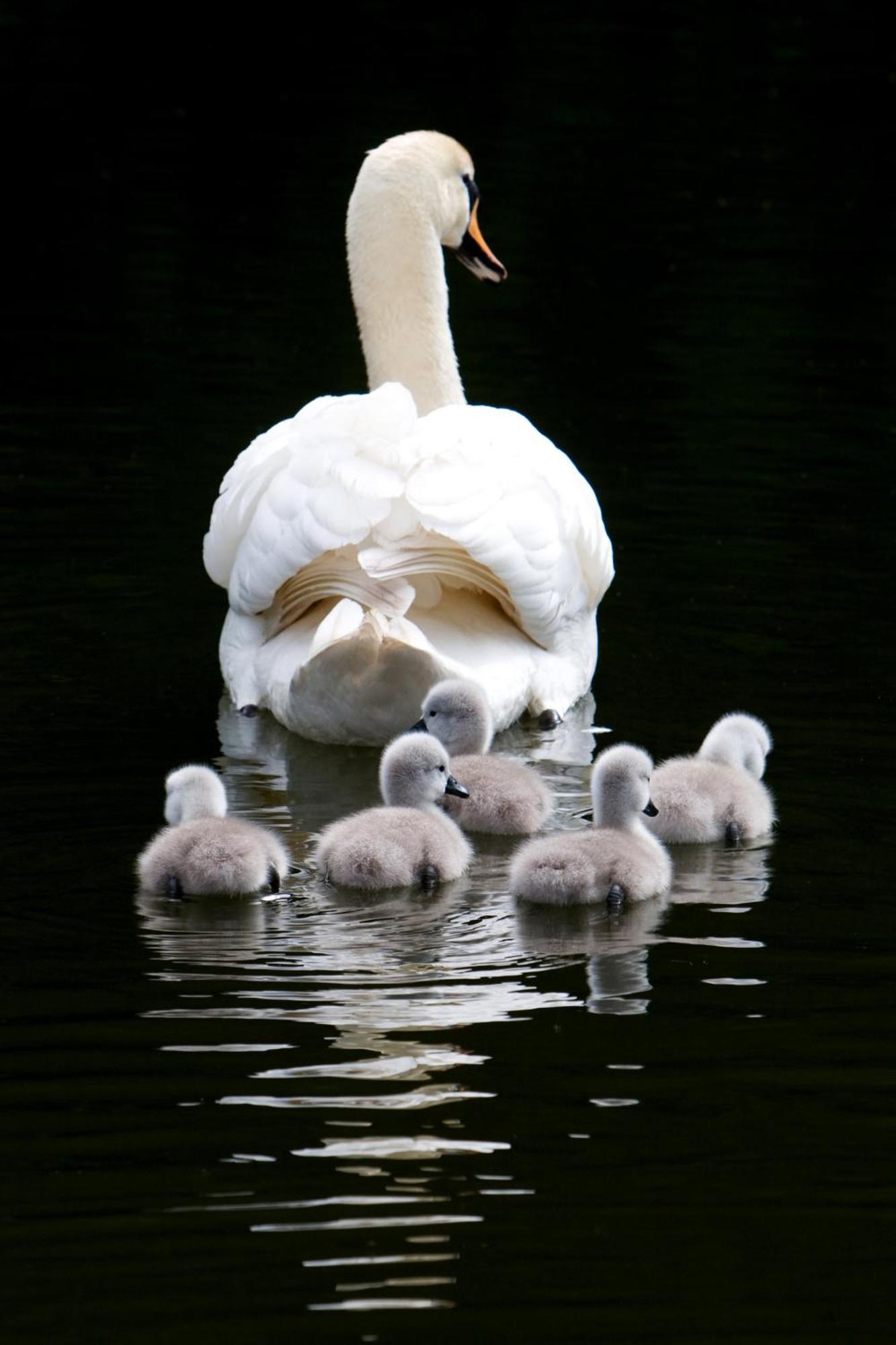 The Lake Country House Hotel & Spa Llangammarch Wells Dış mekan fotoğraf